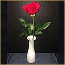 Rose in Vase